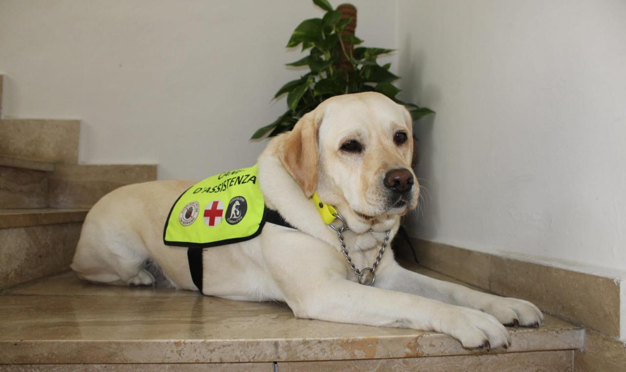 
	Il cane che sar&agrave; affidato alla famiglia di Lucia

