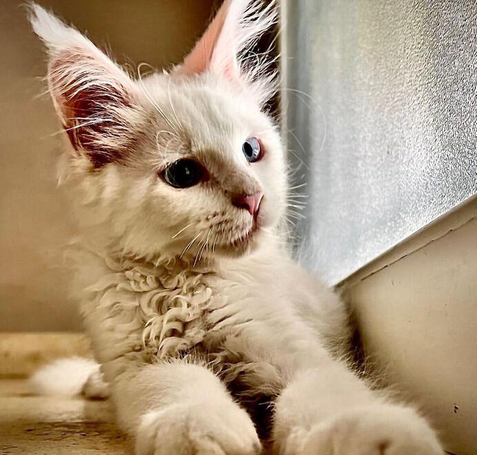 
	La gatta &ldquo;Venere&rdquo;, razza Maine Coon, &egrave; sparita dalla casa lungo la via Provinciale per Vallecchia dove sono entrati i ladri

