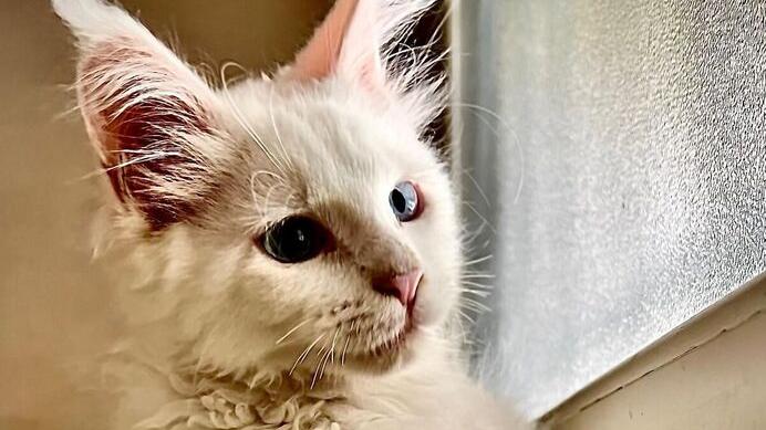 La gatta “Venere”, razza Maine Coon, è sparita dalla casa lungo la via Provinciale per Vallecchia dove sono entrati i ladri