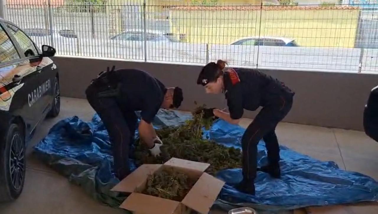 Un centro di essicazione di marijuana nel capanno degli attrezzi: due arresti