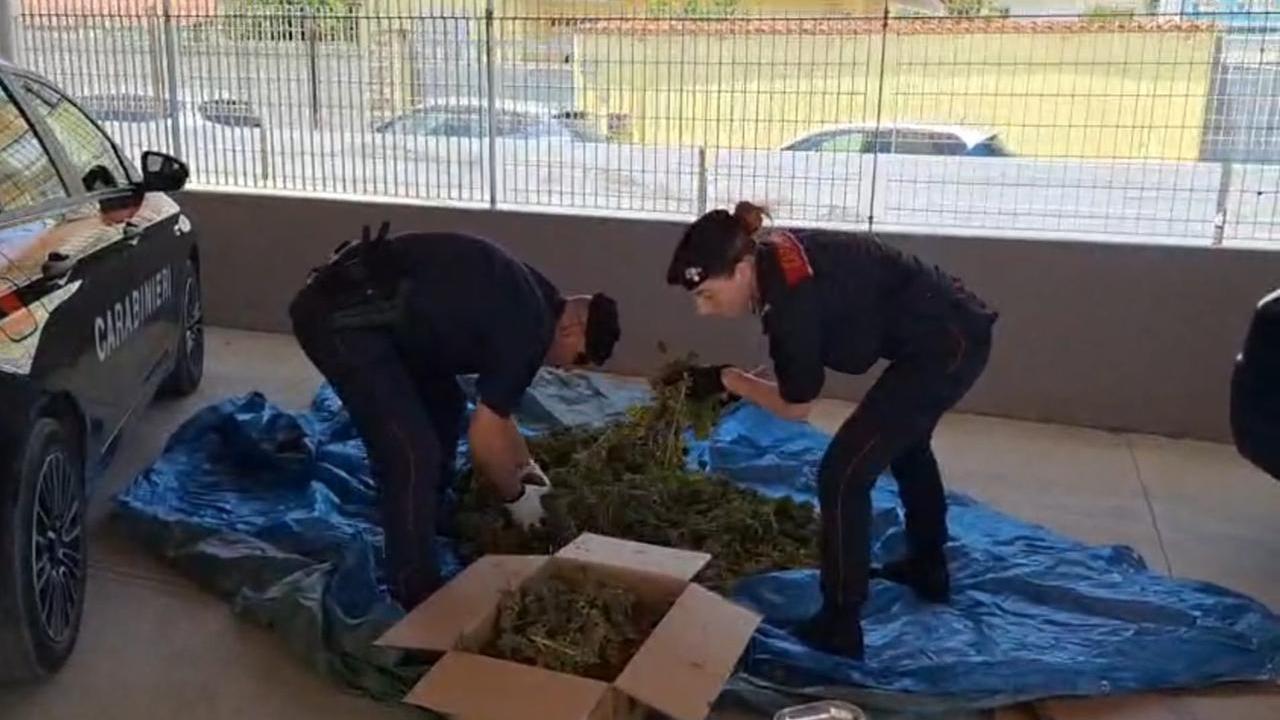 Un centro di essicazione di marijuana nel capanno degli attrezzi: due arresti