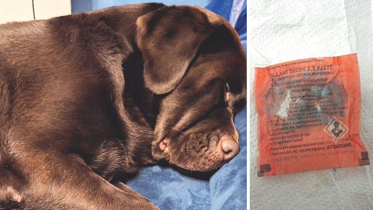 
	Zeus, il cane che ha ingerito il veleno, a dx una delle bustine di topicida trovate sulle scale dalla padrona del cane

