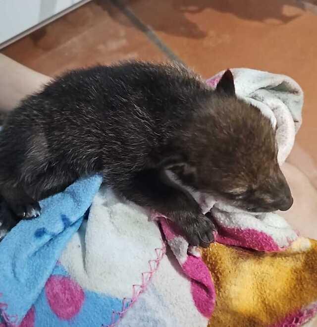 Tresigallo, famiglia salva un cucciolo di lupo&nbsp;