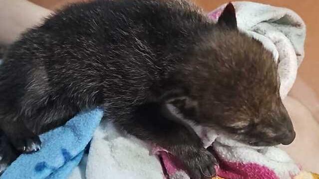 Tresigallo, famiglia salva un cucciolo di lupo 