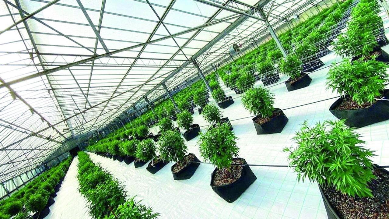 Cannabis light, chiesto il rinvio a giudizio per tre imprenditori di Sassari