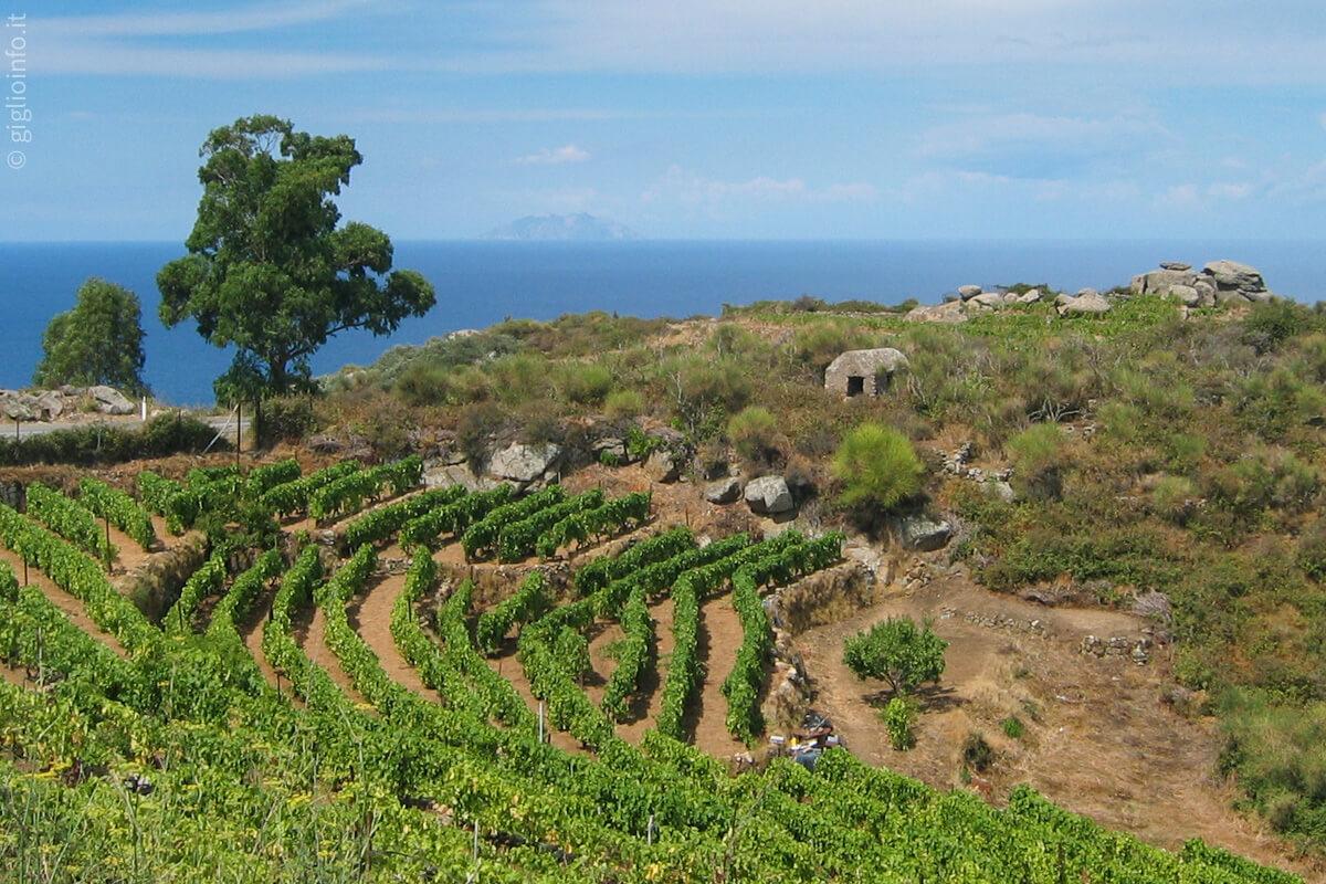 Vigneti sull’isola vista mare