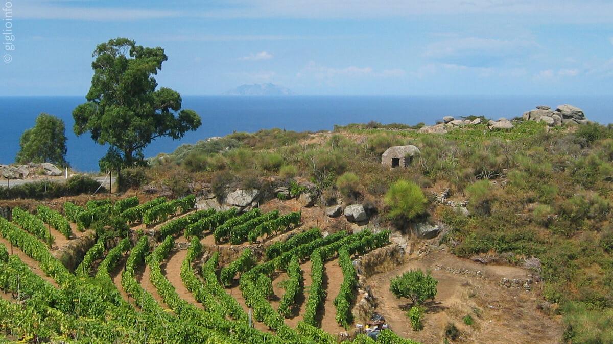 Vigneti sull’isola vista mare