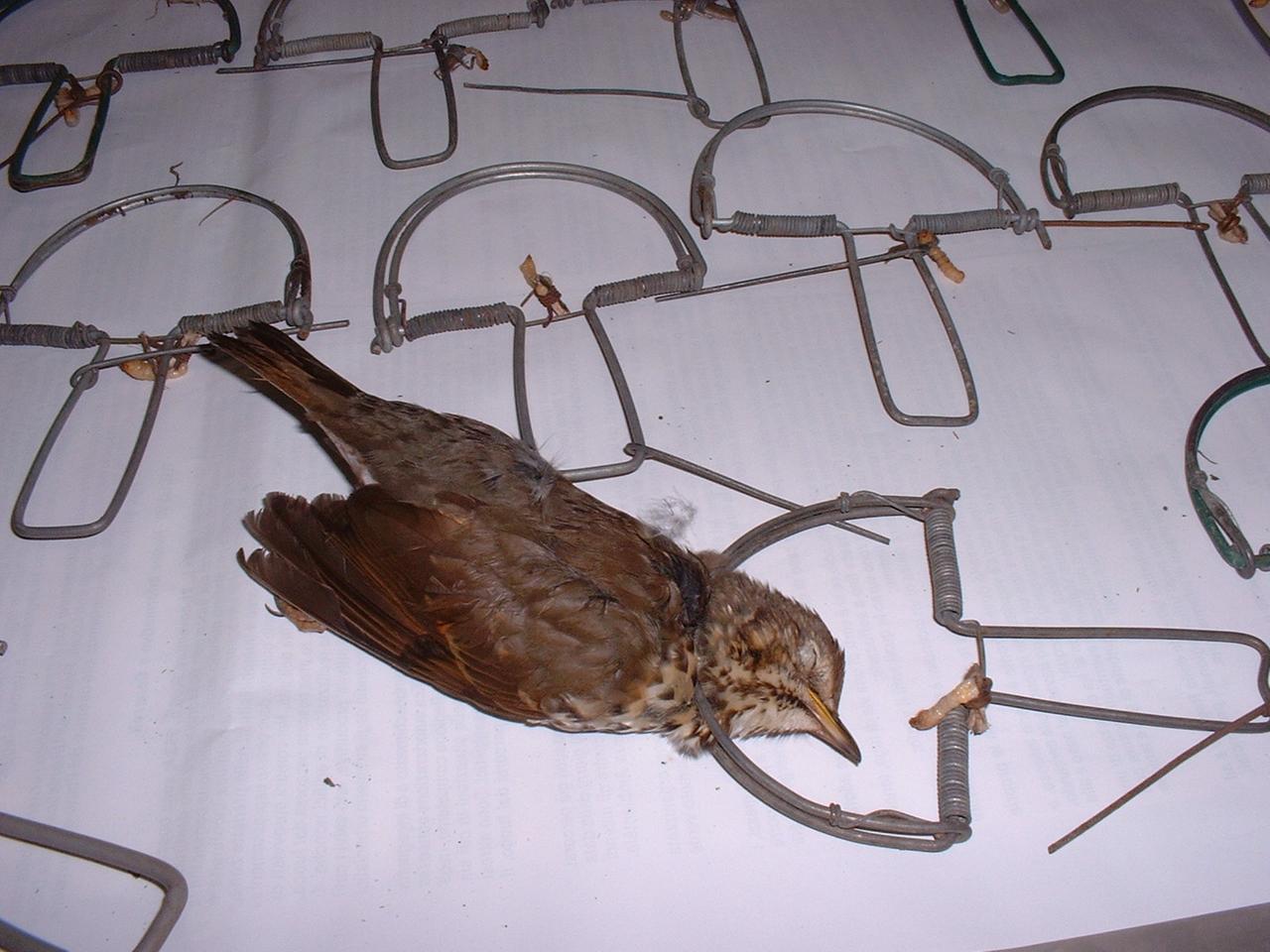 Bracconiere sorpreso dai forestali, in auto lacci e coltelli