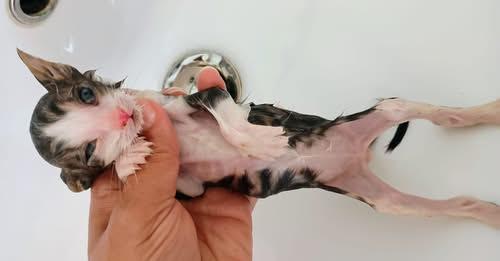 Gattini lanciati nel fosso a Molinella, tre salvati da una donna