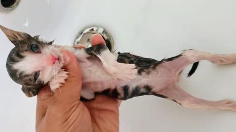 Gattini lanciati nel fosso a Molinella, tre salvati da una donna