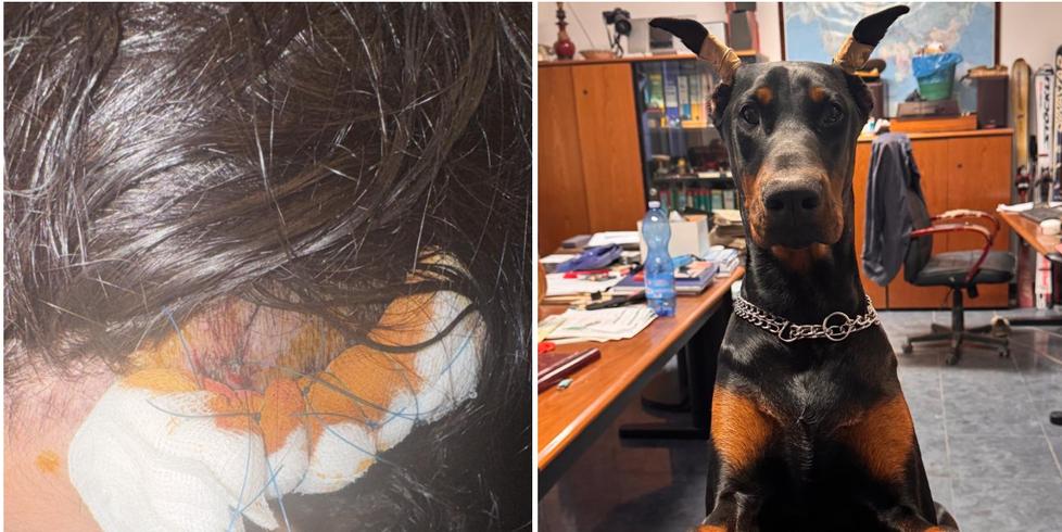 
	La ferita alla testa di Sonia, a destra il dobermann Attila

