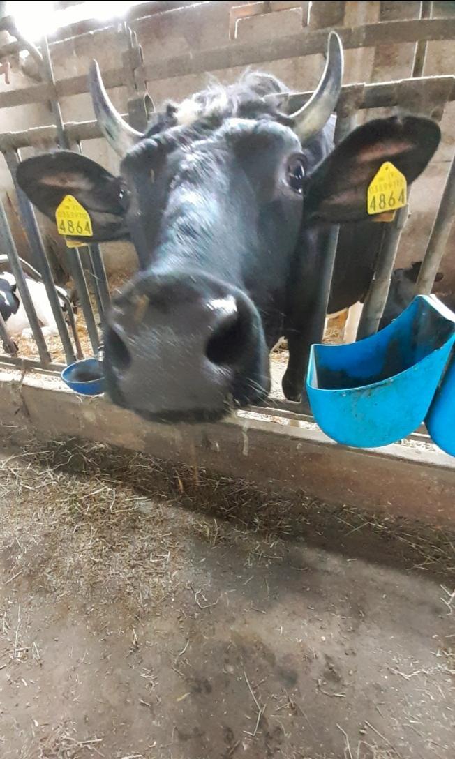 Il padre allevatore muore, appello delle figlie: «Adottate le nostre mucche, vogliamo salvarle dal macello»