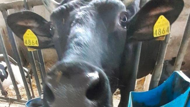 Il padre allevatore muore, appello delle figlie: «Adottate le nostre mucche, vogliamo salvarle dal macello»