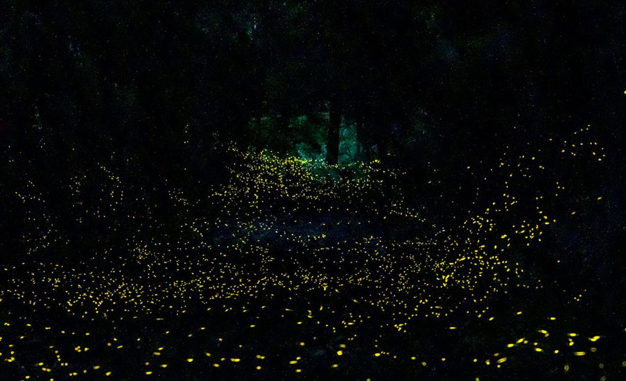 
	Le lucciole nel parco di Montioni (foto Maselli)

