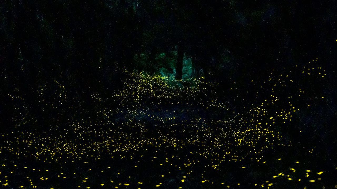 Le lucciole nel parco di Montioni (foto Maselli)