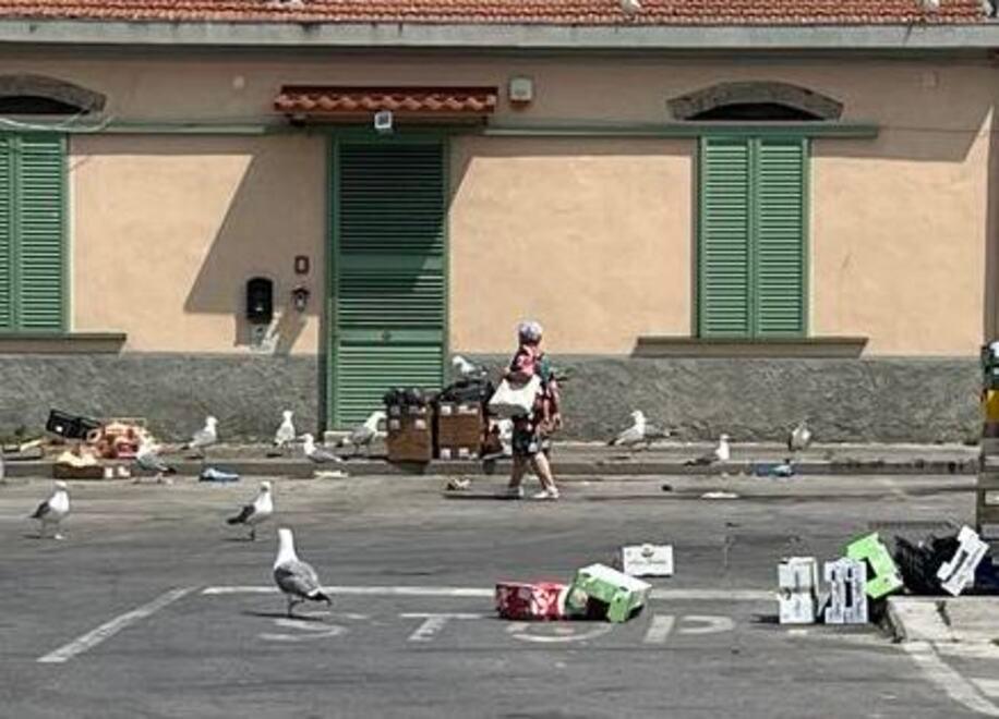 Piombino, dopo il mercato resta il disordine: tra rifiuti, gabbiani e incuria