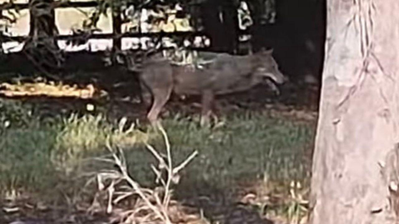 Il frame di un video