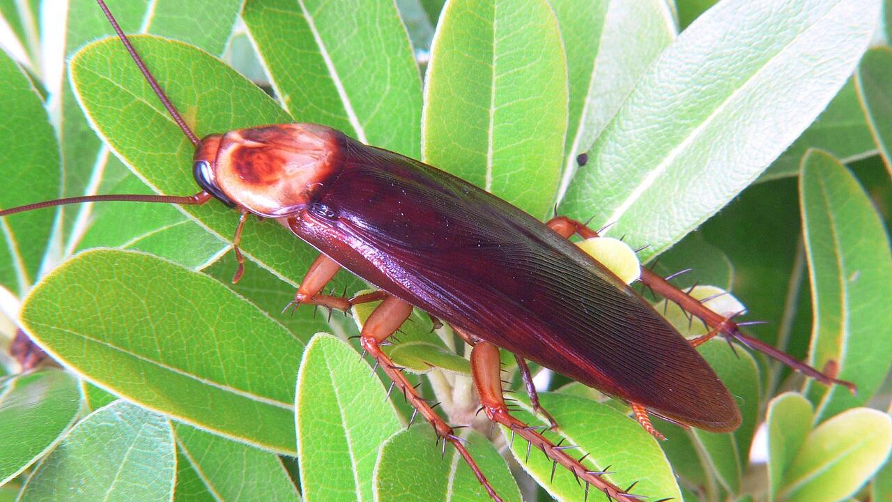 Invasione di blatte volanti, infestazioni in aumento – Il ruolo del caldo e il problema disinfestazioni