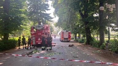 Firenze, ancora un ramo caduto alle Cascine. Cresce l’allarme sicurezza nel parco. Cos’è il fenomeno “summer branch drop”. Ma gli esperti si dividono