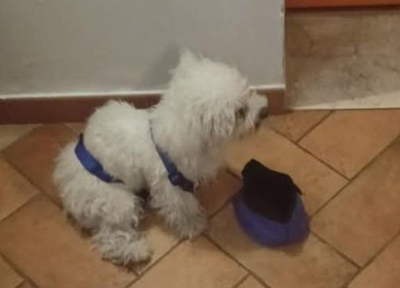 Cagnolina scappa e corre nel traffico. Salvata dal “ragazzo sconosciuto” a Ferrara