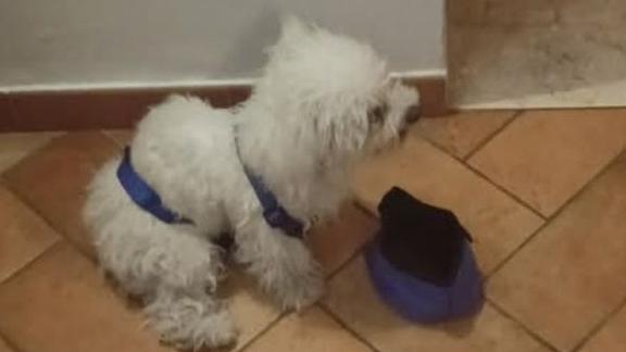 Cagnolina scappa e corre nel traffico. Salvata dal “ragazzo sconosciuto” a Ferrara