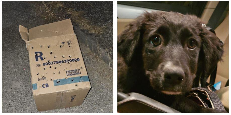 Cucciolo di cane abbandonato rinchiuso in una scatola sotto il sole a oltre 30 gradi