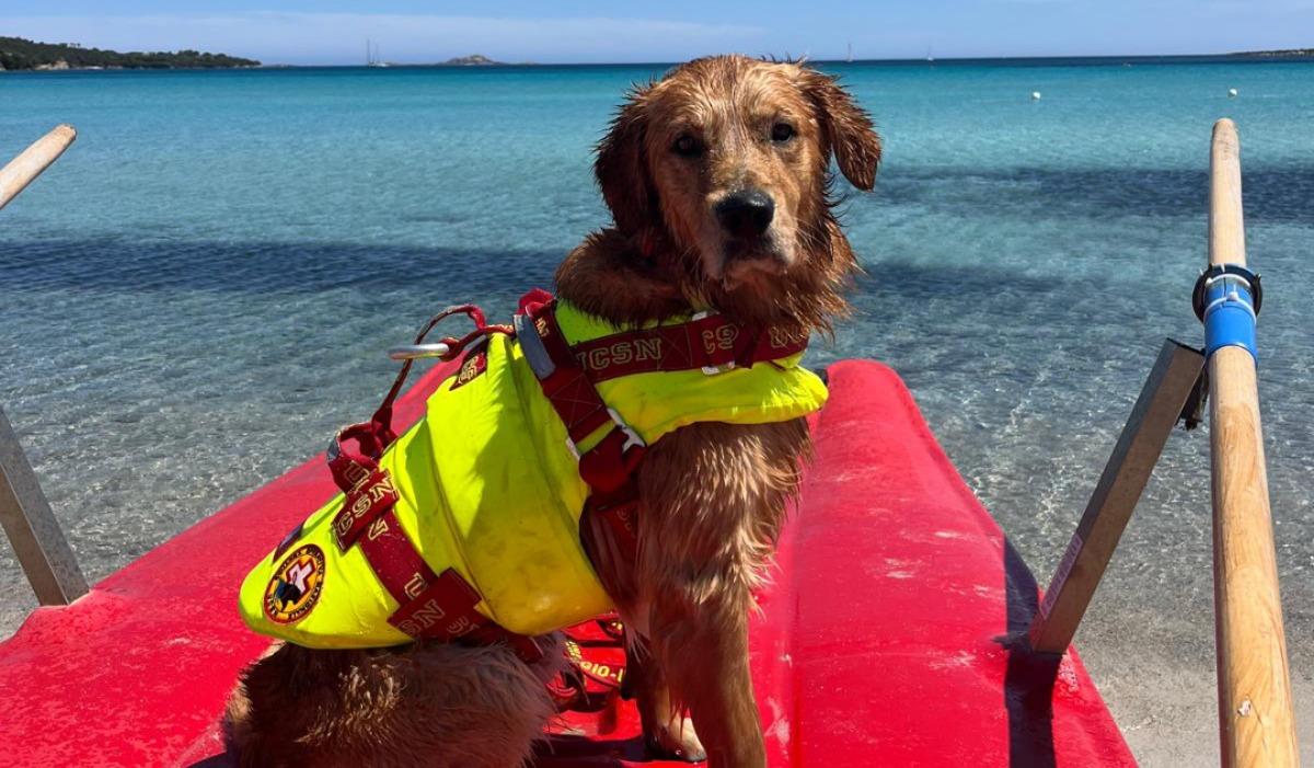 Arrivano in spiaggia i cani da salvataggio