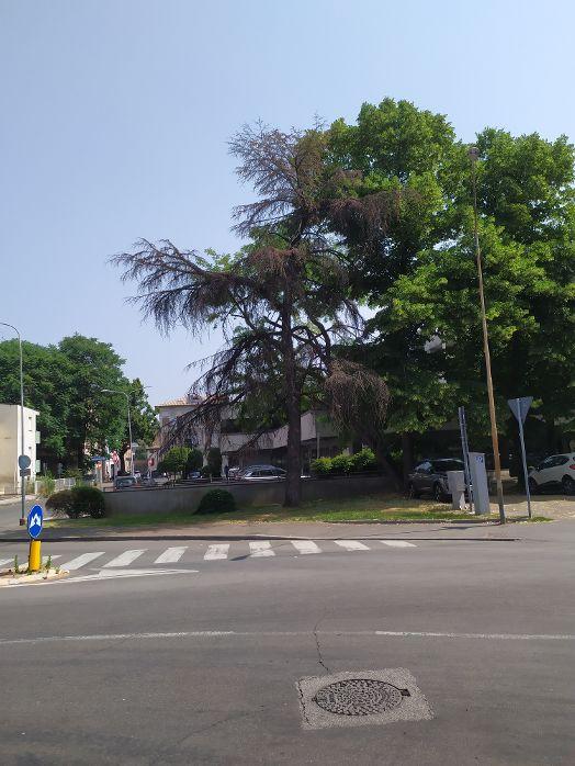 Reggio Emilia, il grande cedro che muore nel silenzio: l’allarme di Ugo Pellini