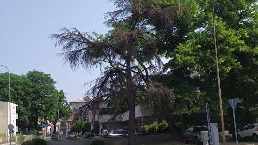 Reggio Emilia, il grande cedro che muore nel silenzio: l’allarme di Ugo Pellini