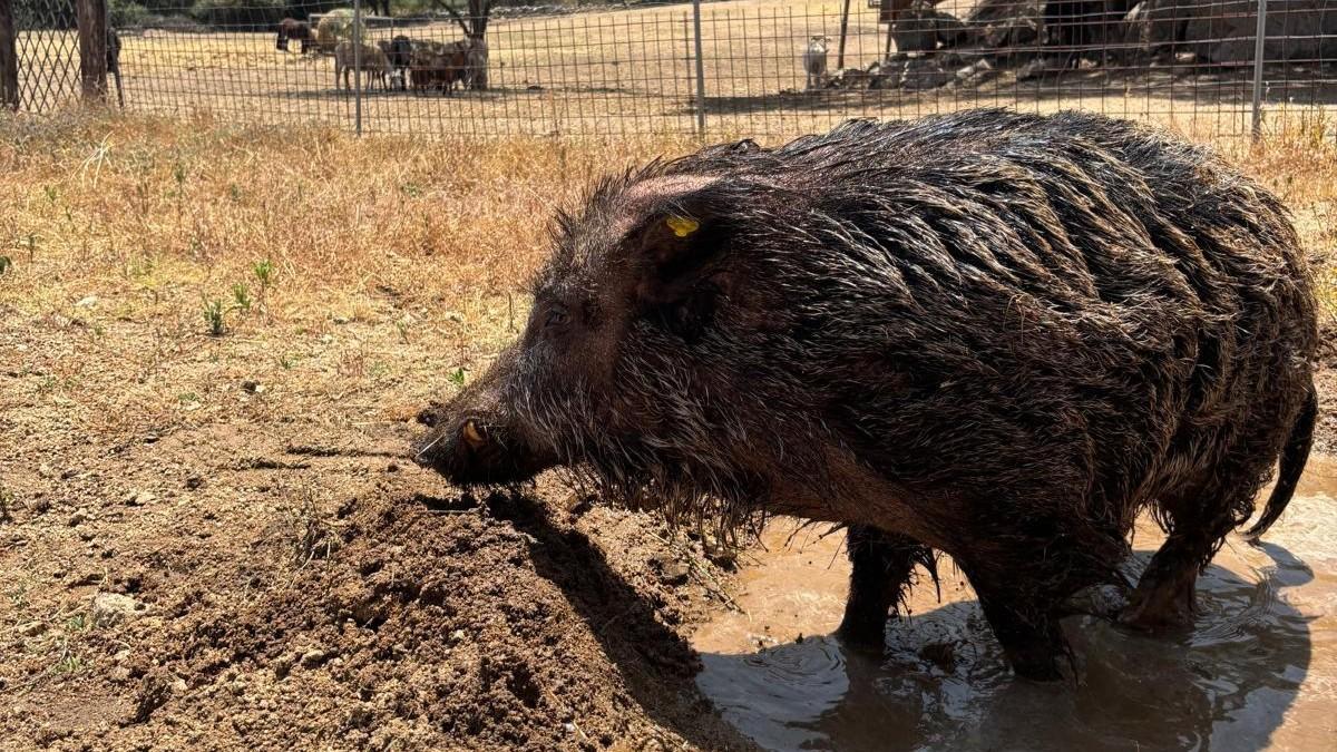 Dopo due anni chiuso in gabbia, il cinghiale salvato dalle doppiette inizia una nuova vita – VIDEO