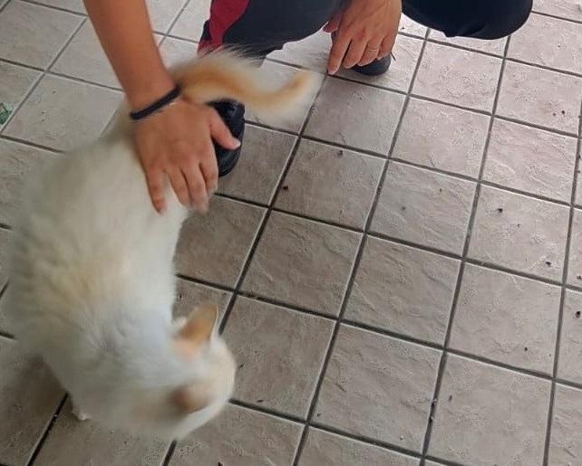 Miagolii nel condominio a Mesola. Gatto rinchiuso nel vano scale senza cibo e acqua