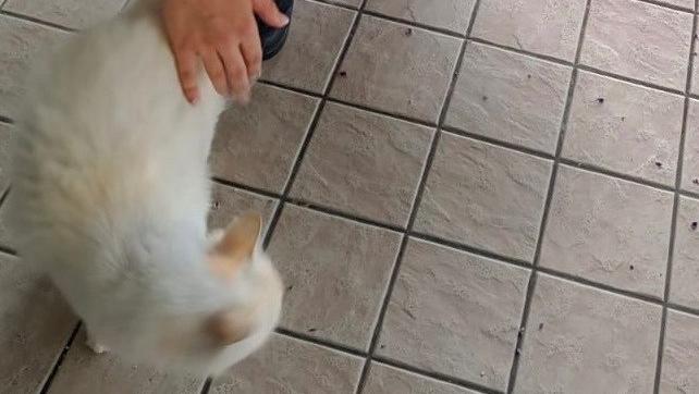Miagolii nel condominio a Mesola. Gatto rinchiuso nel vano scale senza cibo e acqua
