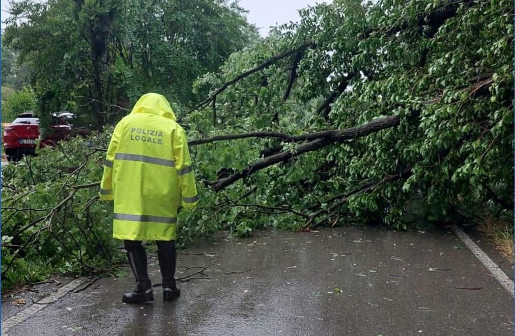 
	L'albero caduto in via Maestra a Bagazzano di Nonantola

