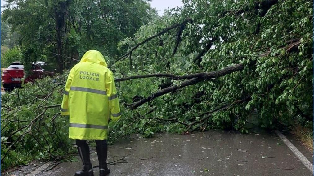 L'albero caduto in via Maestra a Bagazzano di Nonantola