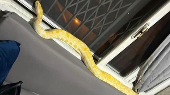 Pitone scappato di casa a XII Morelli. Paura in paese