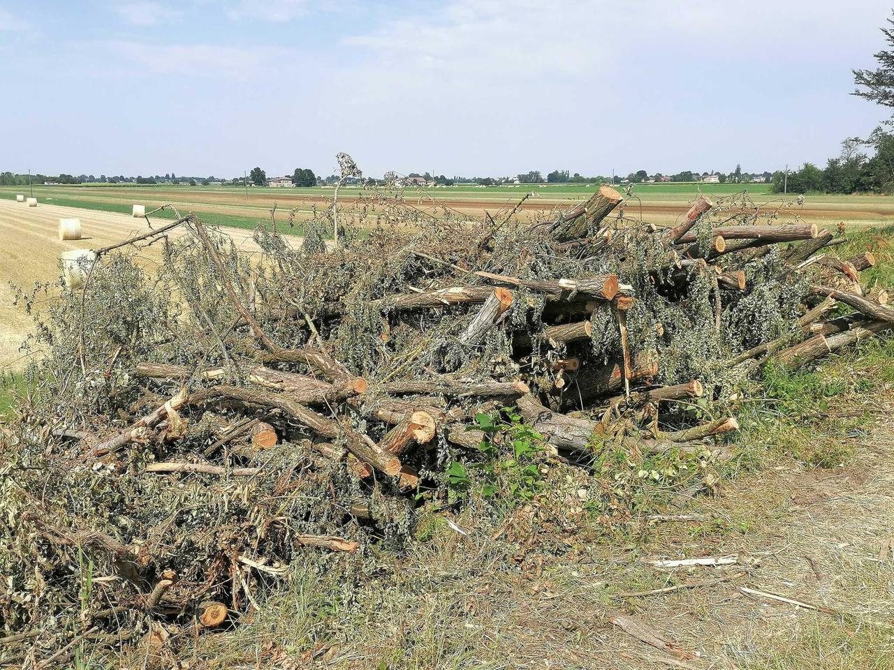 Il Comitato Ascoltare Santa Croce contro Aipo: «Stop al taglio degli alberi sulle rive del Rodano»
