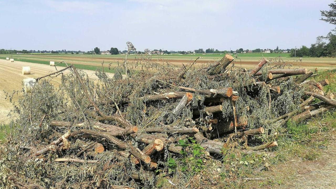 Il Comitato Ascoltare Santa Croce contro Aipo: «Stop al taglio degli alberi sulle rive del Rodano»