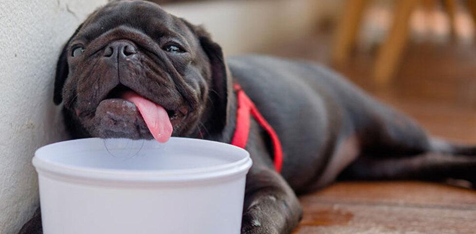 Caldo estivo e animali domestici, come proteggerli dalle alte temperature
