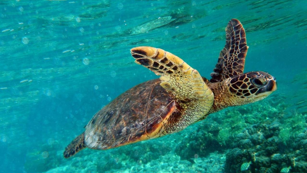 Boom di nidi di tartaruga Caretta caretta, dove si trovano le nuove colonie