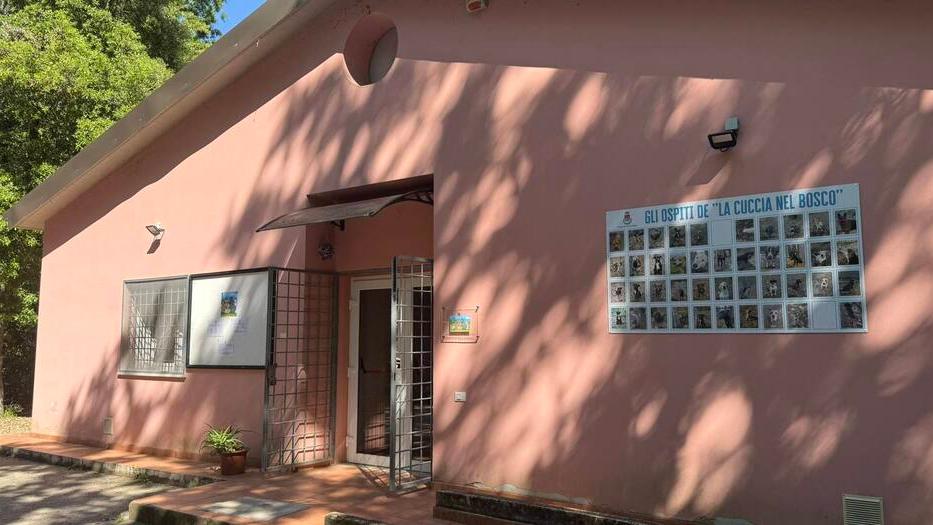 Canile di Livorno, 56 cani in cerca d’amore e volontari per aiutarli
