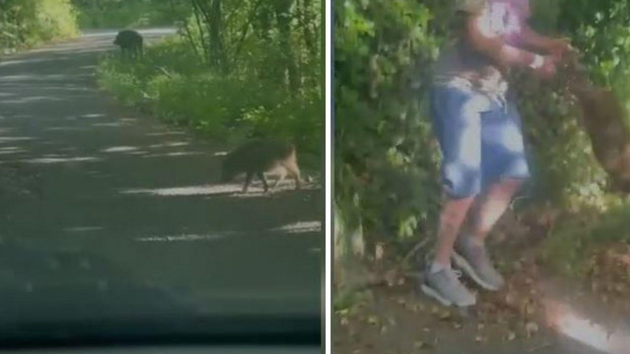 Due momenti del video choc: l'auto prima d'investire un cinghiale e le torture sul cucciolo 