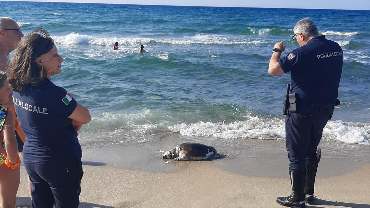Tartaruga caretta caretta si arena a Platamona poi muore davanti ai bagnanti