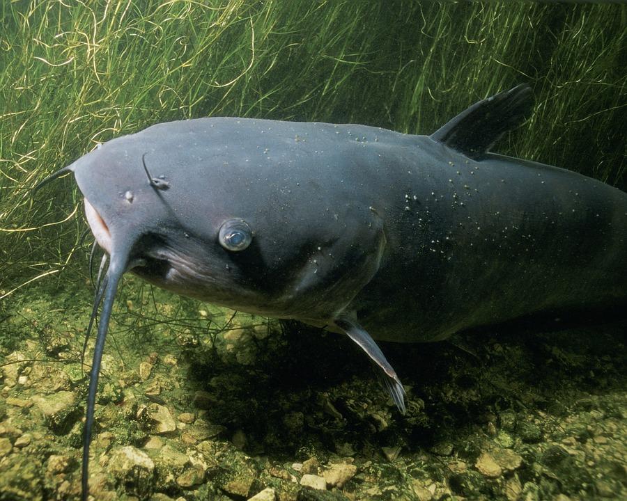 Il Po e i suoi pesci-simbolo: luccio e pesce gatto, custodi di un ecosistema