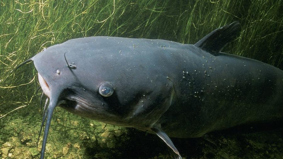 Il Po e i suoi pesci-simbolo: luccio e pesce gatto, custodi di un ecosistema