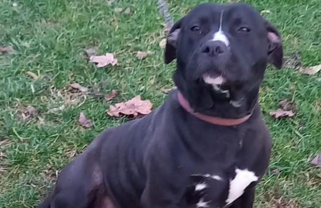 
	Il cane Amstaff non restituito

