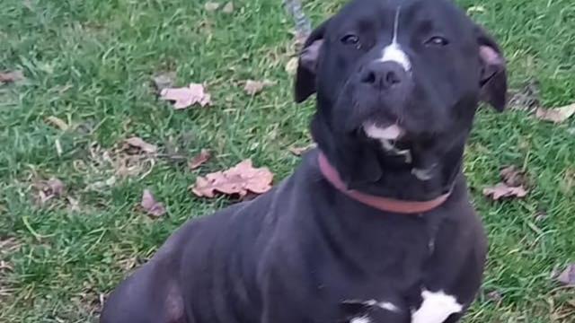 Il cane Amstaff non restituito