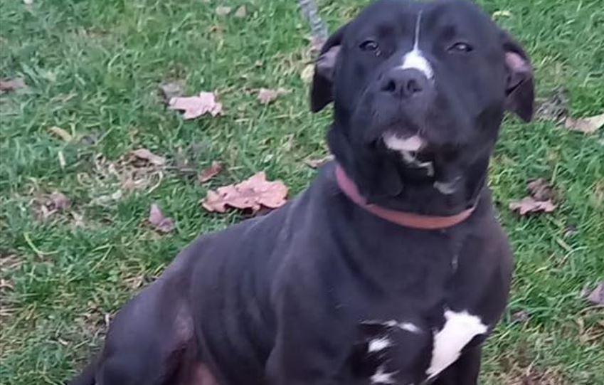 Bondeno, trovano un cane ma non lo restituiscono: scatta la denuncia per furto