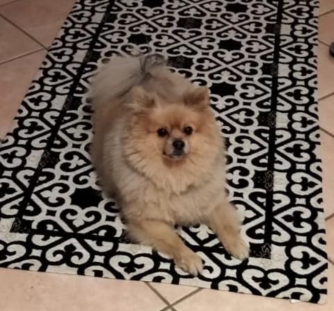 Cagnolino ucciso dai lupi a pochi metri di distanza da casa