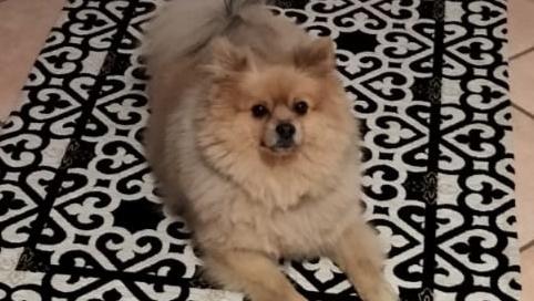 Cagnolino ucciso dai lupi a pochi metri di distanza da casa