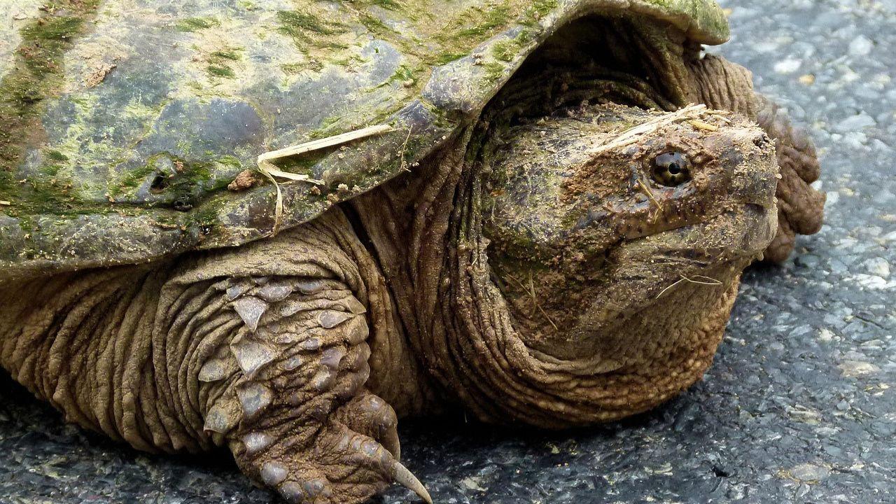
	Un esemplare di tartaruga azzannatrice&nbsp;

